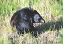 Ursus americanus